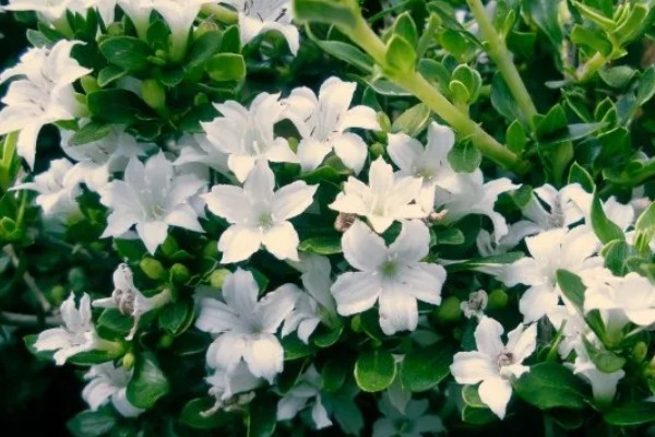 六月雪的花语,寓意友谊永存、温馨浪漫等