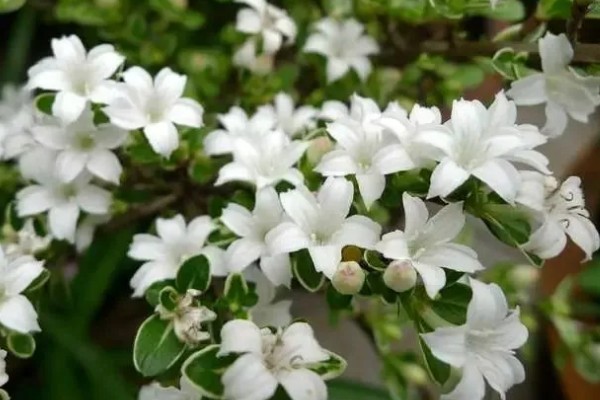 六月雪的花语,寓意友谊永存、温馨浪漫等