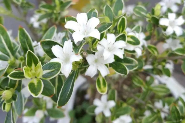 六月雪的花语,寓意友谊永存、温馨浪漫等