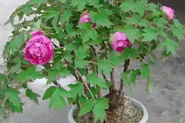 勺药花的养殖方法，每半月施加一次腐熟的有机肥料