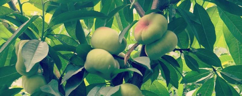 蟠桃与水蜜桃的区别,果型和颜色等均不同