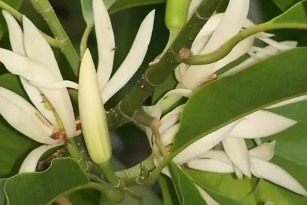 白兰花在什么时候开花,一般在4-9月开花