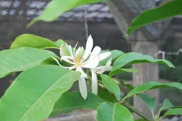 白兰花在什么时候开花,一般在4-9月开花