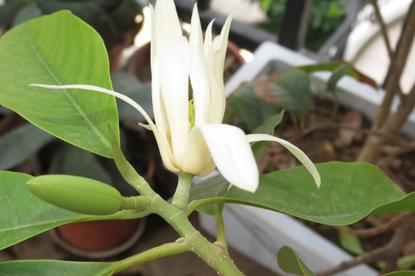 白兰花在什么时候开花,一般在4-9月开花