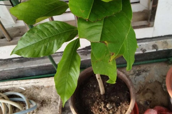 白兰花在什么时候开花,一般在4-9月开花