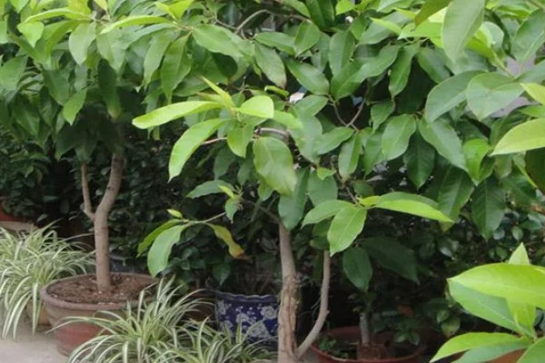 白兰花在什么时候开花,一般在4-9月开花