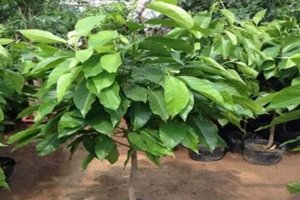 白兰花在什么时候开花,一般在4-9月开花