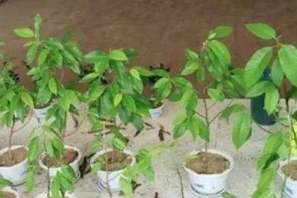 白兰花在什么时候开花,一般在4-9月开花