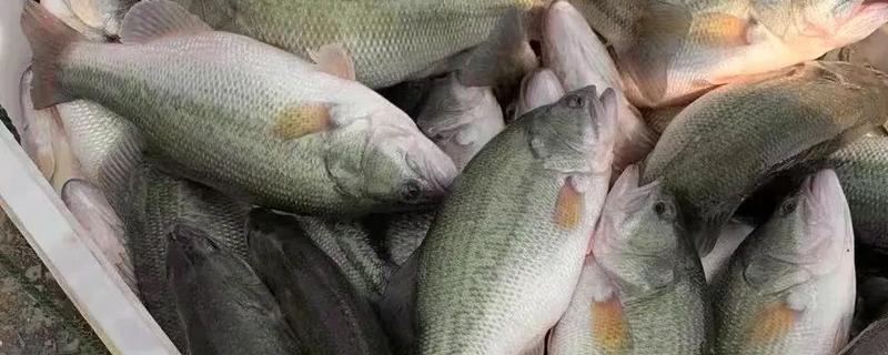 鲈鱼是海鱼还是河鱼，有淡水鱼也有海鱼