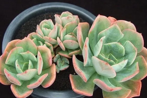 多肉初恋怎么养殖,定期追施稀薄的肥液可促进茎叶生长