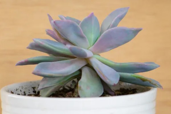 多肉初恋怎么养殖,定期追施稀薄的肥液可促进茎叶生长