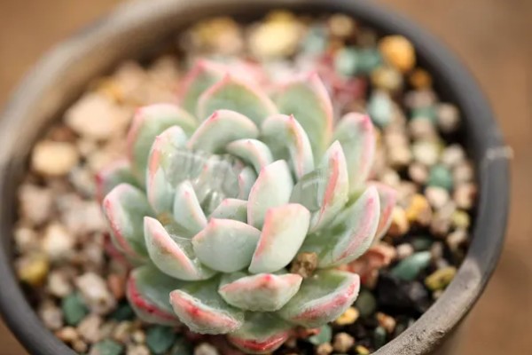 多肉初恋怎么养殖,定期追施稀薄的肥液可促进茎叶生长