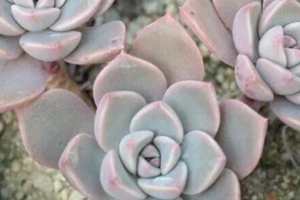 多肉初恋怎么养殖,定期追施稀薄的肥液可促进茎叶生长