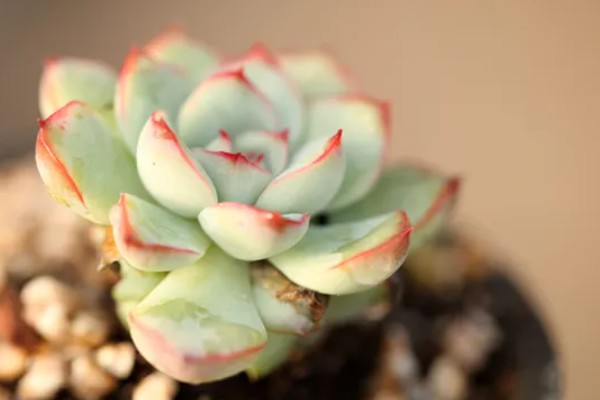 多肉初恋怎么养殖,定期追施稀薄的肥液可促进茎叶生长