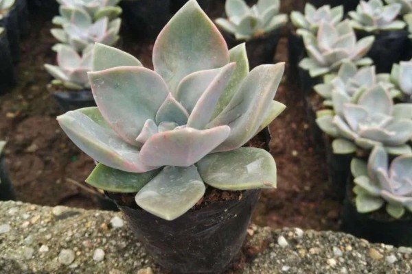 多肉初恋怎么养殖,定期追施稀薄的肥液可促进茎叶生长