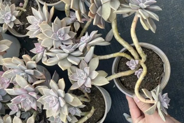 多肉初恋怎么养殖,定期追施稀薄的肥液可促进茎叶生长