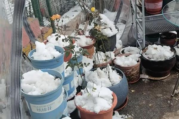 雪水可以浇花吗，雪水能浇花