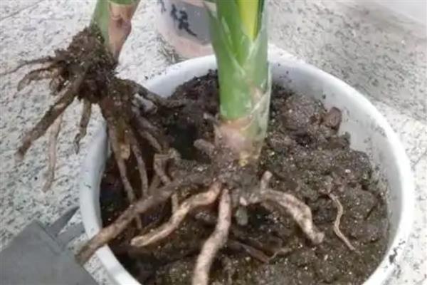 雪水可以浇花吗，雪水能浇花