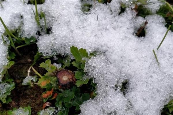 雪水可以浇花吗，雪水能浇花