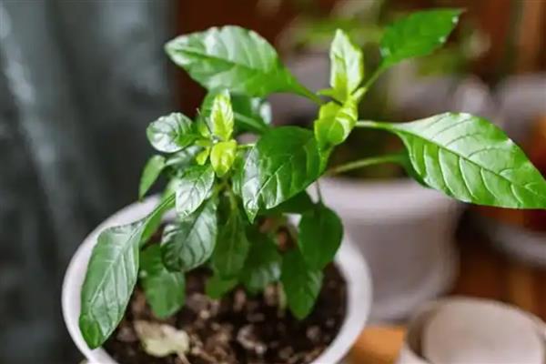 雪水可以浇花吗，雪水能浇花