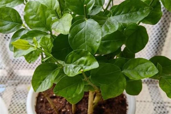 雪水可以浇花吗，雪水能浇花