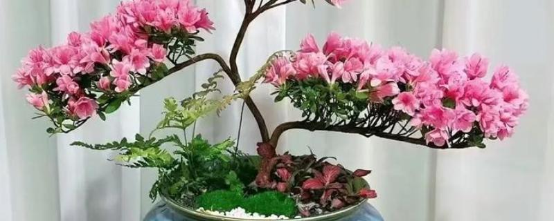 杜鹃花的颜色，分为粉红、紫色、深红色等类型