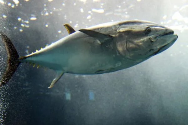 金枪鱼是深海鱼吗，许多品种的金枪鱼都属于深海鱼