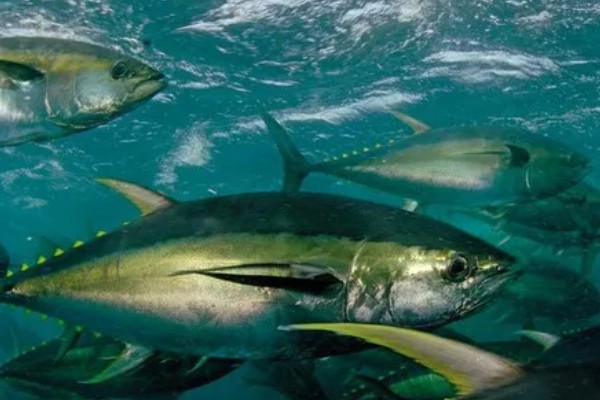 金枪鱼是深海鱼吗，许多品种的金枪鱼都属于深海鱼