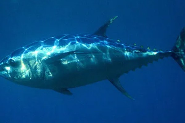 金枪鱼是深海鱼吗，许多品种的金枪鱼都属于深海鱼