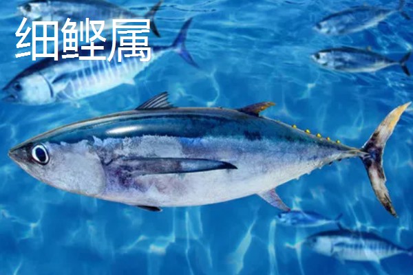 金枪鱼是深海鱼吗，许多品种的金枪鱼都属于深海鱼