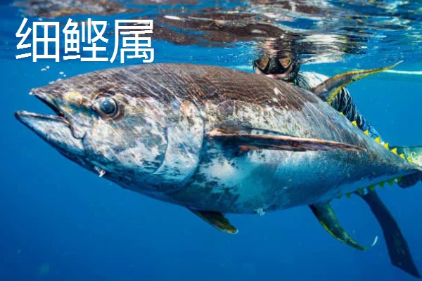 金枪鱼是深海鱼吗，许多品种的金枪鱼都属于深海鱼