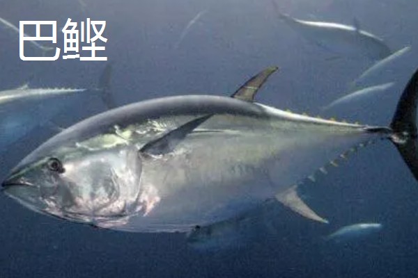 金枪鱼是深海鱼吗，许多品种的金枪鱼都属于深海鱼