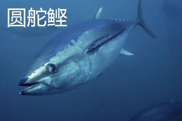 金枪鱼是深海鱼吗，许多品种的金枪鱼都属于深海鱼