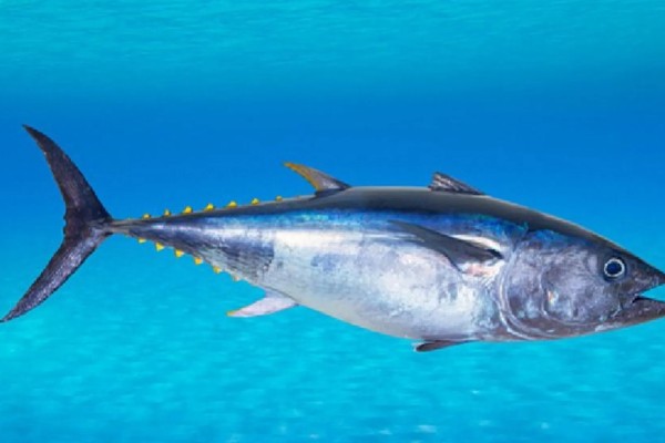 金枪鱼是深海鱼吗，许多品种的金枪鱼都属于深海鱼