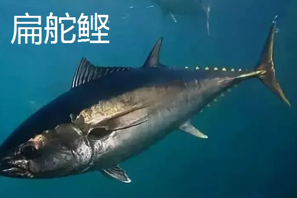 金枪鱼是深海鱼吗，许多品种的金枪鱼都属于深海鱼