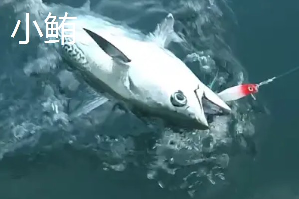 金枪鱼是深海鱼吗，许多品种的金枪鱼都属于深海鱼