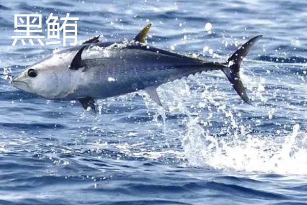 金枪鱼是深海鱼吗，许多品种的金枪鱼都属于深海鱼