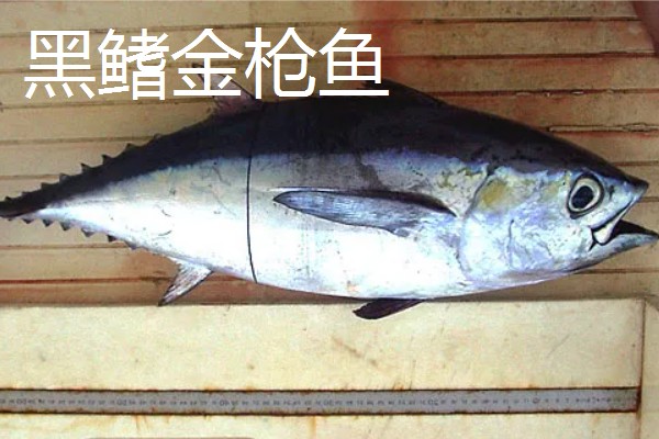 金枪鱼是深海鱼吗，许多品种的金枪鱼都属于深海鱼