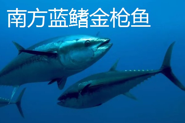 金枪鱼是深海鱼吗，许多品种的金枪鱼都属于深海鱼