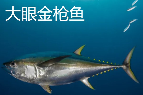 金枪鱼是深海鱼吗，许多品种的金枪鱼都属于深海鱼