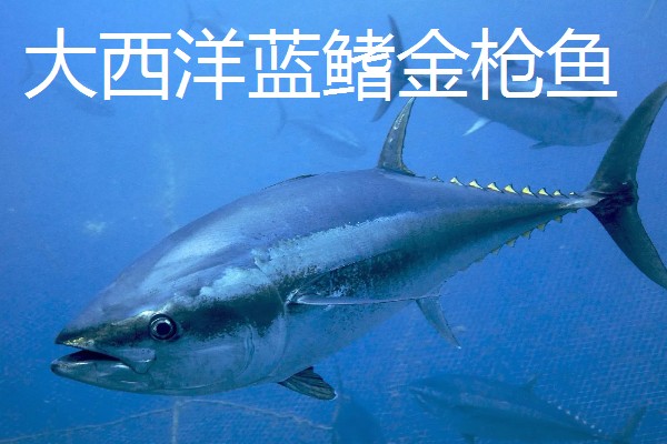 金枪鱼是深海鱼吗，许多品种的金枪鱼都属于深海鱼