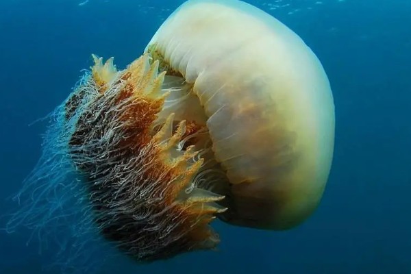 野村水母简介，是一种巨型水母