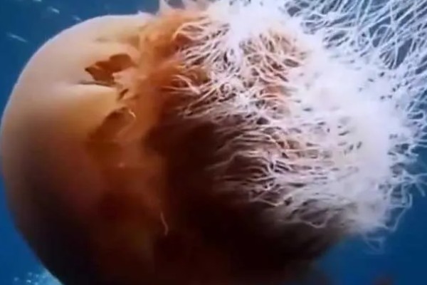 野村水母简介，是一种巨型水母