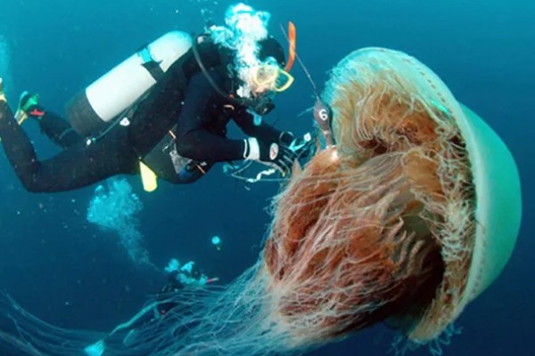 野村水母简介，是一种巨型水母