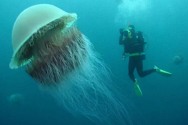 野村水母简介，是一种巨型水母