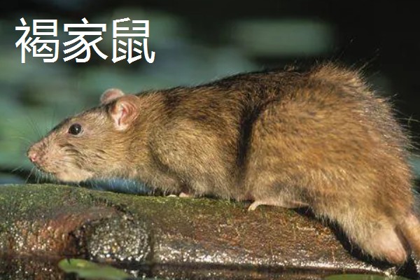 老鼠的繁殖期，繁殖期是45天左右