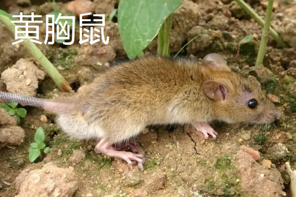 老鼠的繁殖期，繁殖期是45天左右