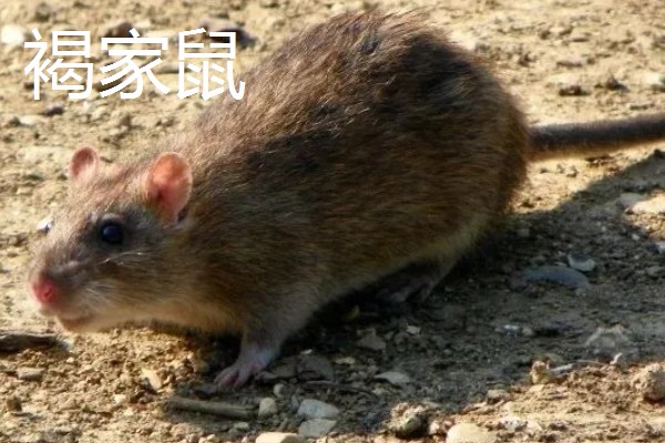 老鼠的繁殖期，繁殖期是45天左右