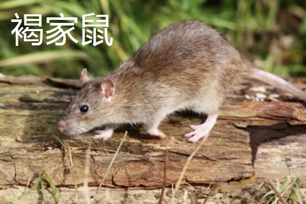 老鼠的繁殖期，繁殖期是45天左右