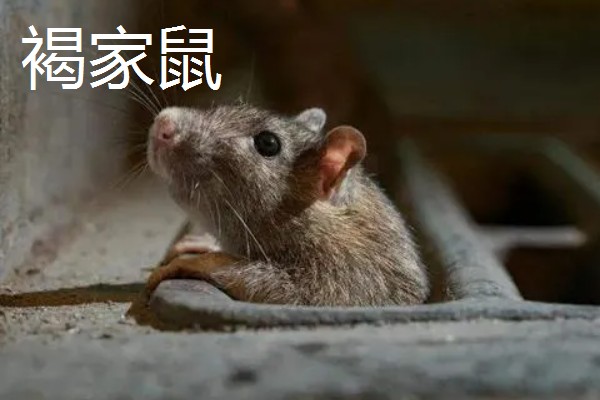 老鼠的繁殖期，繁殖期是45天左右